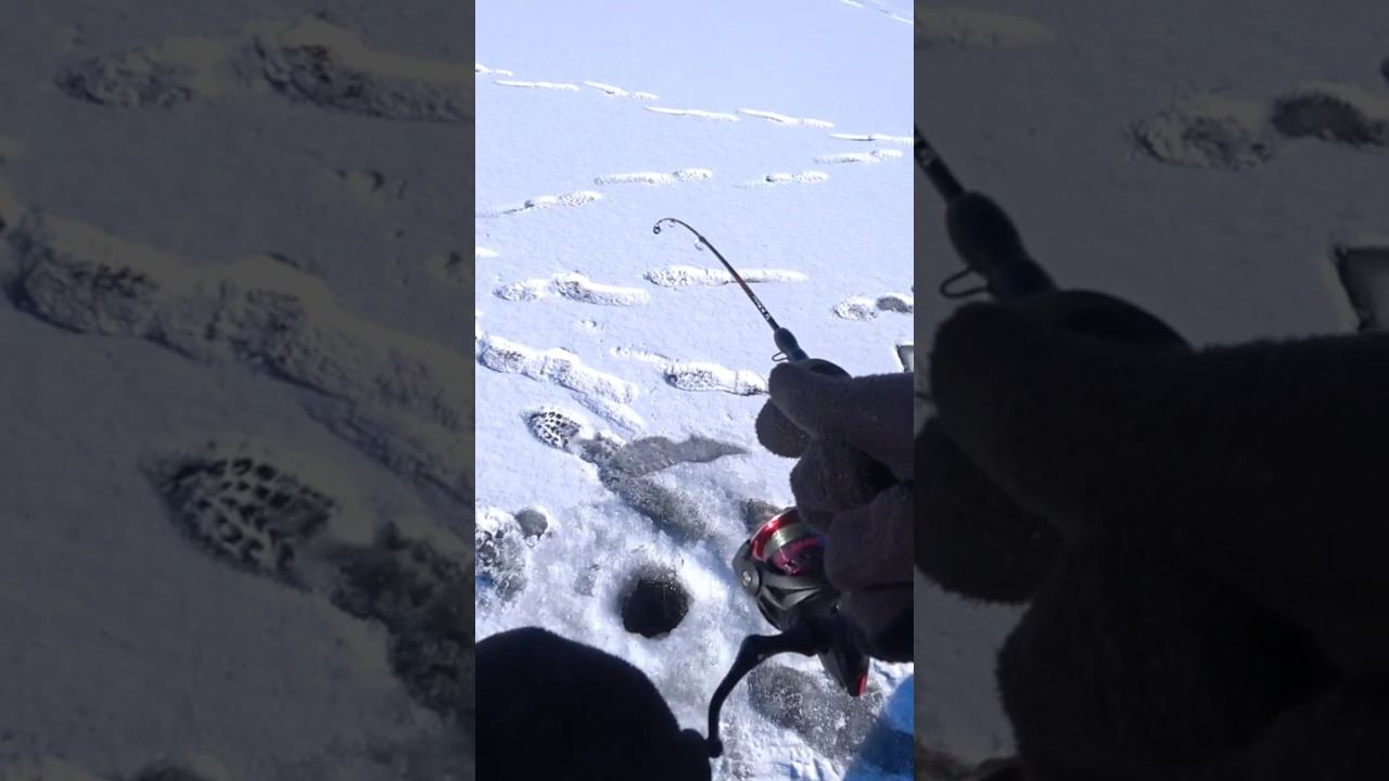 Вот так и пускай кого-то на лунку! #рыбалка #зимняярыбалка #shorts смотреть онлайн