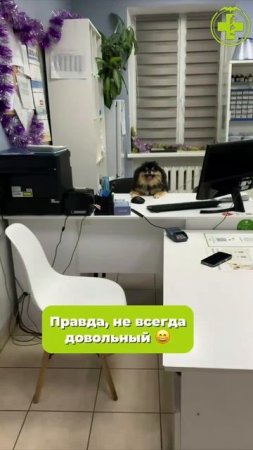 Что за чудо