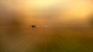 паук и паутина