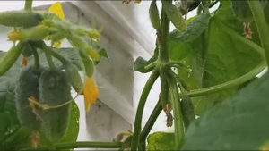 Какие аномалии могут вырасти на огурцах партенокарпиках.. Начало.