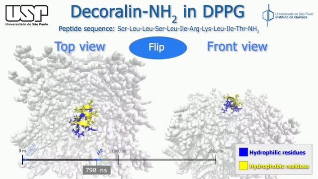 Decoralin antimicrobial peptide attacking bacterial membrane model