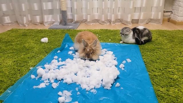 Смелый Кролик Котёнок и Папа кот впервые увидели снег смотреть онлайн