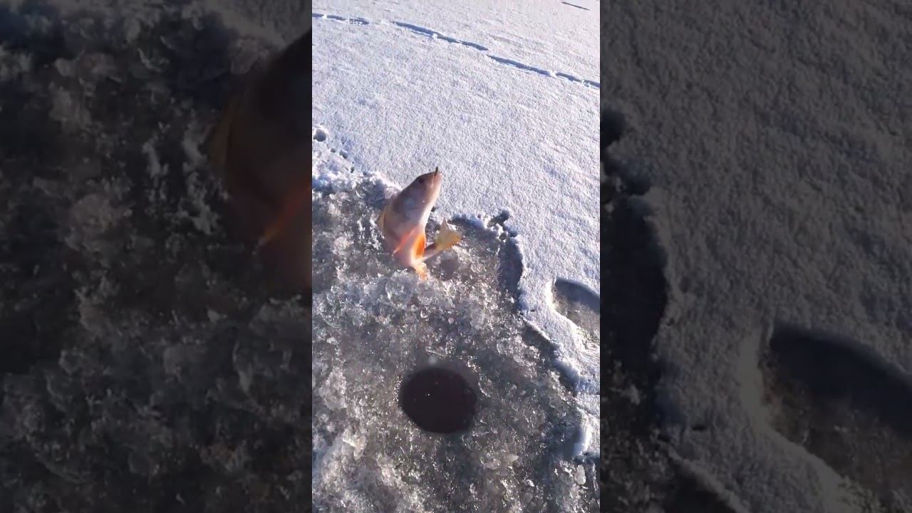 Долгожданная поклёвка #рыбалка #зимняярыбалка #shorts смотреть онлайн