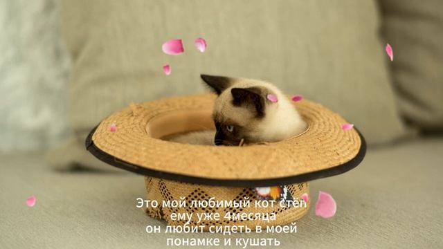 Моё домашние животное