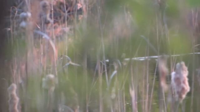 Камышница.m2ts смотреть онлайн