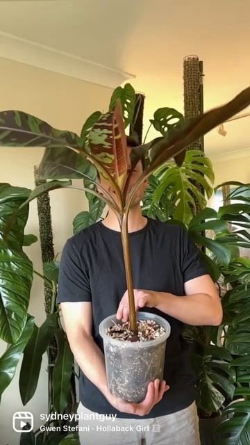 After one year of growing this blood banana I’m slowly getting confident about its care requirement