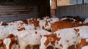 Бычки в Лихой.5.04.25г,8 909 408 9387