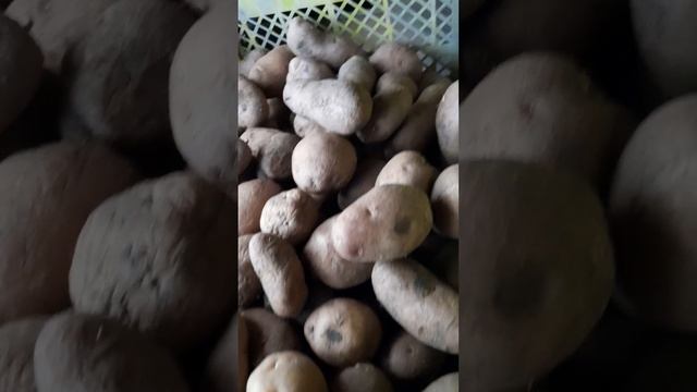 Картофель на семена