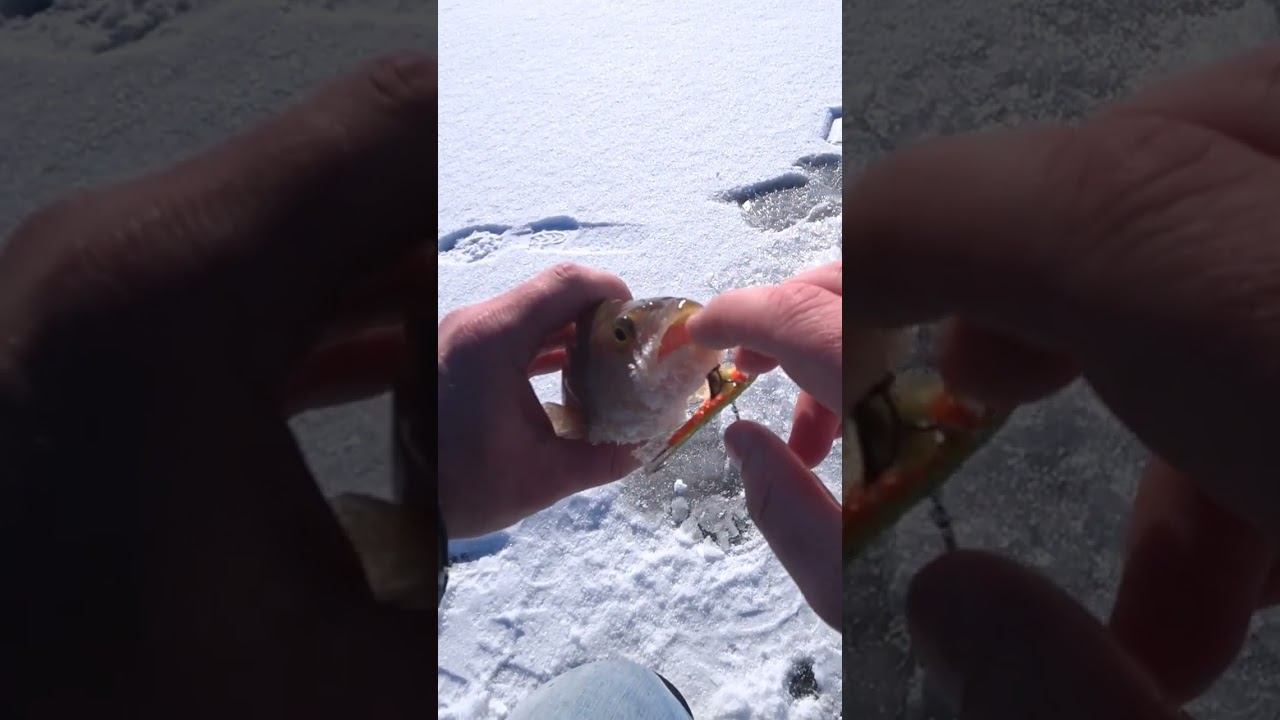 Окунь с глубины #рыбалка #зимняярыбалка #shorts смотреть онлайн