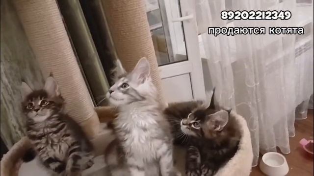 Котята мейн-кун