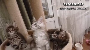 Котята мейн-кун