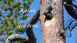 Хор голодных птенцов желны Смотреть со звуком