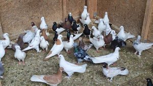 5.04.2025г Подъём Новичков и Обзор Новых Голубей👍👍👍