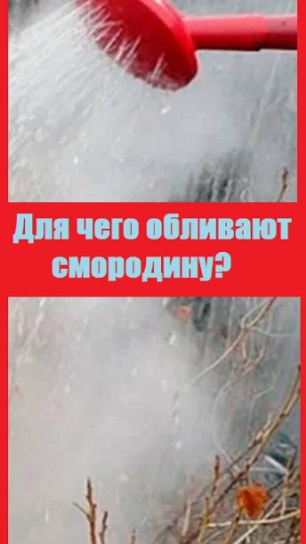 Для чего я обливаю смородину кипятком и что в него добавляю?