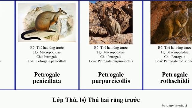 Lớp Thú, bộ Thú hai răng trước petrogale dendrolagus phalanger trichosurus pseudochirulus macropus смотреть онлайн