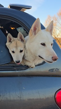 Змей горыныч на природе