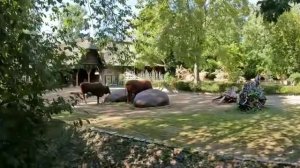 Прогулка по Берлинскому зоопарку обзор, Американский бизон буффало, Европейский буйвол, тюлени
