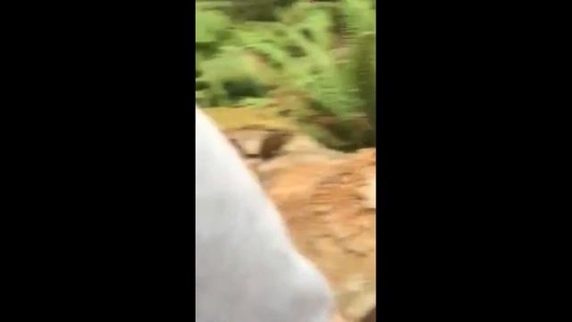 SKEPPY_SCREAM.exe VS Nature смотреть онлайн