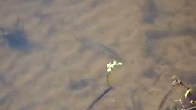 Love is ... рыбка, большая и маленькая.wmv смотреть онлайн