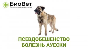 Болезнь Ауески