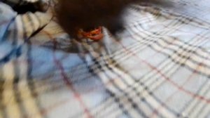 Диван в вашем распоряжении.