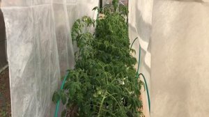 Рассада помидор  Переезд в теплицу