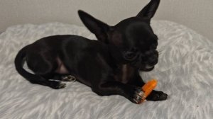 Две Чихуа-хуахи впервые пробуют морковку.mp4