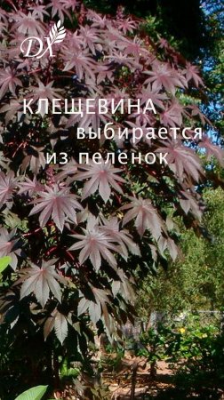 КЛЕЩЕВИНА ВЫБИРАЕТСЯ ИЗ ПЕЛЕНОК