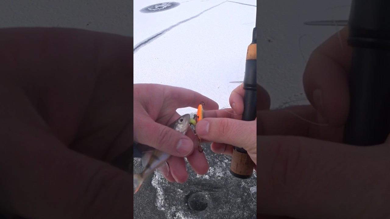 Что больше - балансир или окунь? #рыбалка #зимняярыбалка #shorts смотреть онлайн