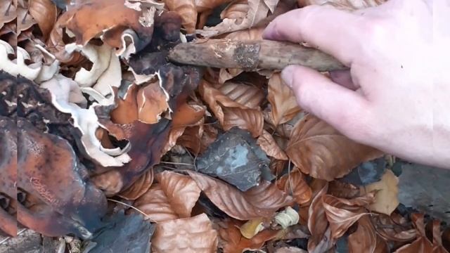 Збираю грибочки, похід в гори / гарна грибалка / Красиві краєвиди смотреть онлайн