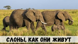 Слоны самые большие животные, как они живут