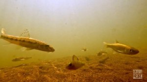 Подводное видео, река Большая Кокшага. Удивительная природа Марий-Эл.