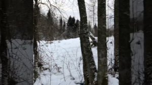 река Пипполовка (приток р. Охта) в коттеджном посёлке «Киссолово»