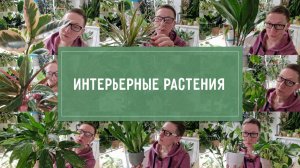 ИНТЕРЬЕРНЫЕ РАСТЕНИЯ
