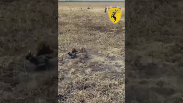 Пумба не убежал