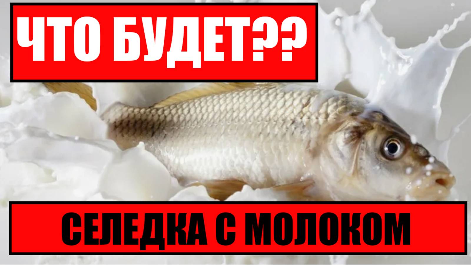 Что будет, если съесть селедку с молоком? #топыкатегорий смотреть онлайн