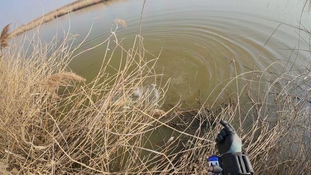 Коротко о моем снаряжении + охота на пеленгаса смотреть онлайн