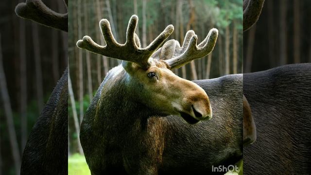 Знакомьтесь, лоси! Коротко о лосях. смотреть онлайн