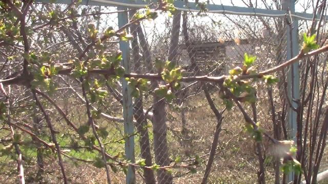05.04.2025 г. Обзор просыпающихся растений