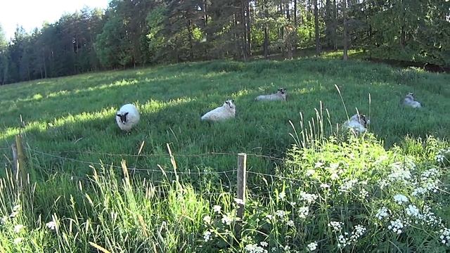 Midsummer mtb ride in Turku смотреть онлайн