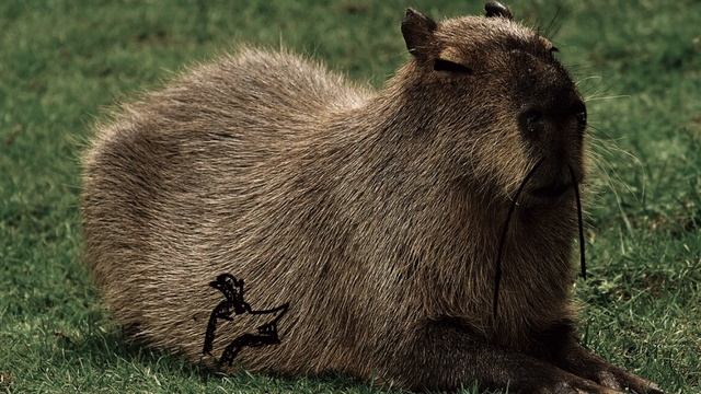 эдит про капибар #капибара#эдит#реки#топ смотреть онлайн