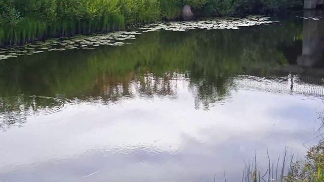 Золотая рыбка.... смотреть онлайн