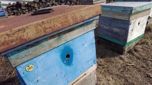 СЕЗОН №33 ОТКРЫТ!  Пчёлки дождались весны!