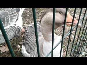 Кормим гусей. #гуси #гусилебеди