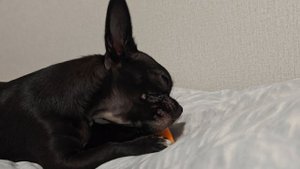 Две Чихуа-хуахи кушаем и кушаем морковку.mp4