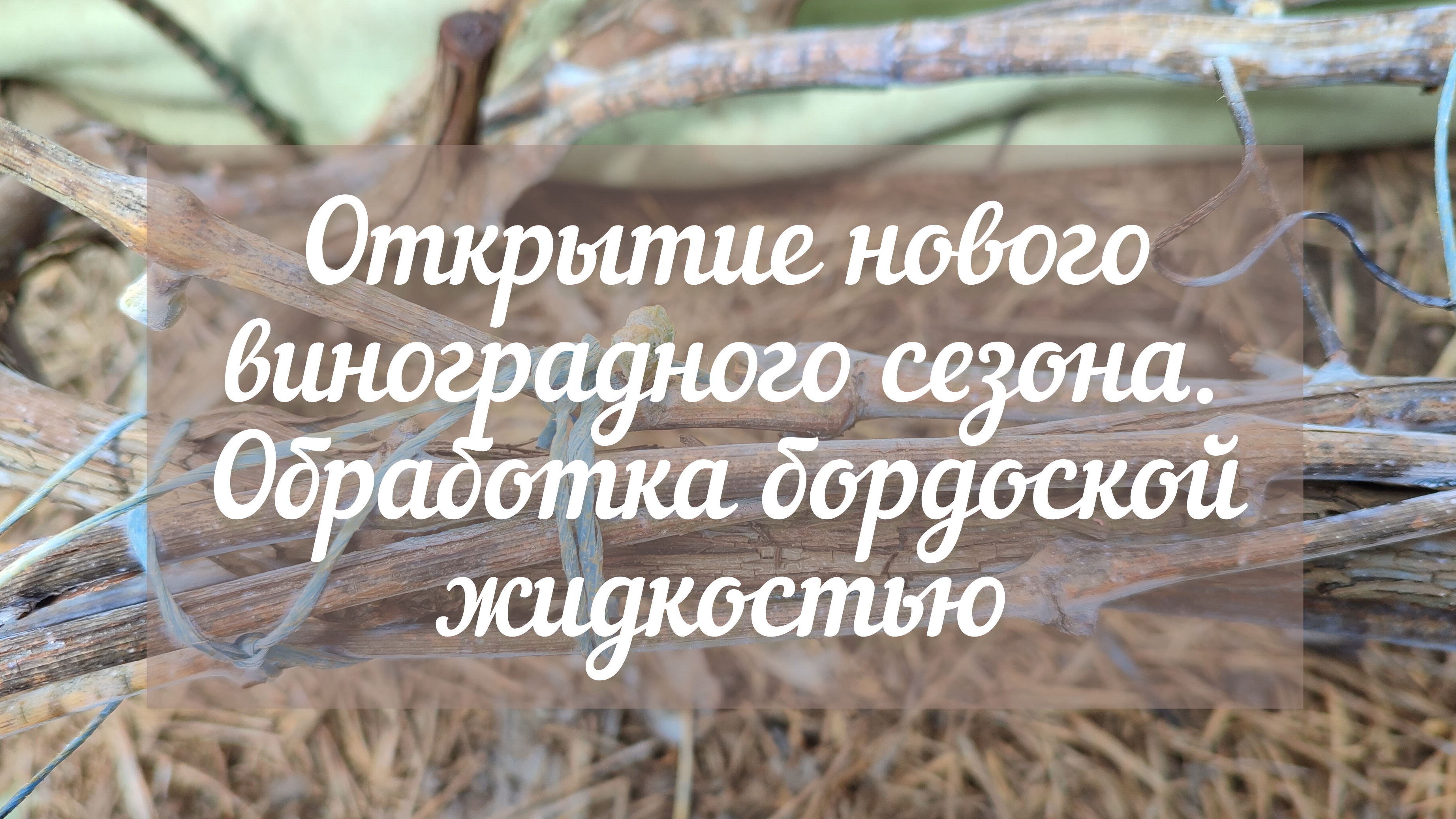 Открытие нового виноградного сезона. Обработка бордоской жидкостью