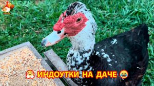 Мускусные утки индоутки и их счастливая жизнь на даче ❣️🤗😂