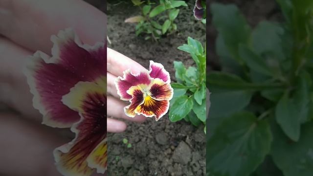 Рассада Виолы дала первые цветы через пять недель!!! после посадки семян.