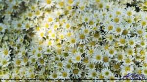 ❤❤❤ Музыка, которая лечит раны - Successful Promo  Funk Groove Music -- Lowtone Music -- Unnamed alb