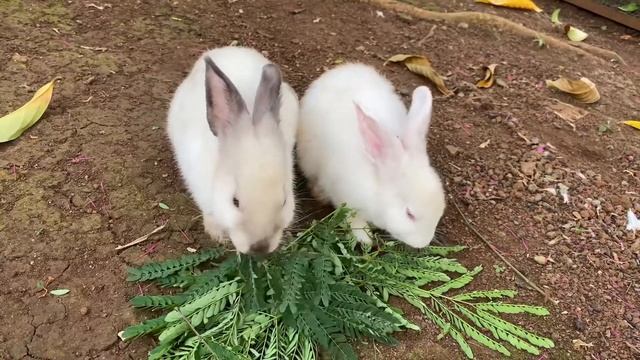 Kasih makanan kesukaan kelinci  dua kelinci lucu